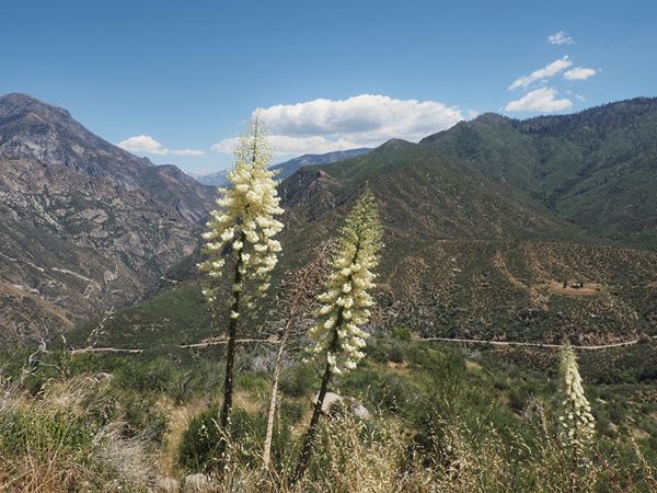 Kings Canyon, Californië